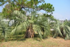 Dauphin-Island-064