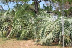 Dauphin-Island-065